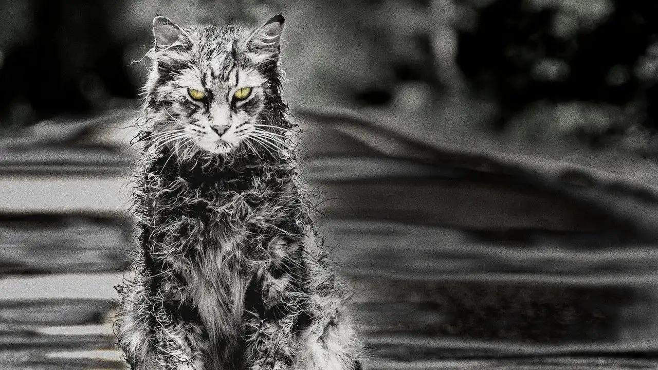 قبرستان حیوانات خانگی